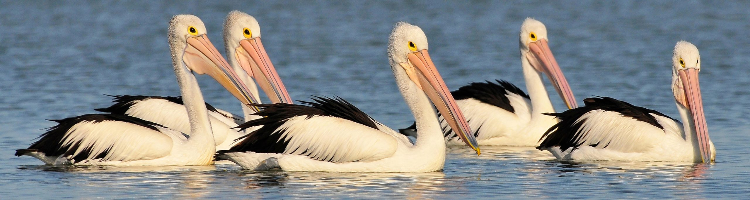 Slider Pelicans